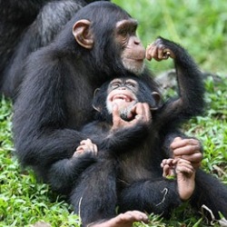 Шимпанзе чувствуют смерть, подобно людям
