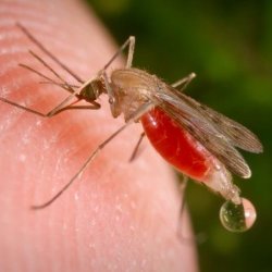 9 самых раздражающих насекомых 