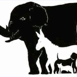 Сколько животных вы видите на изображении?