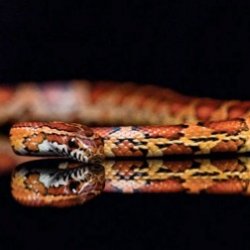 7 шокирующих фактов о змеях