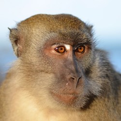 Ученые пересадили голову обезьяны