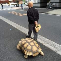 Самый терпеливый в мире владелец животного любит выгуливать черепаху