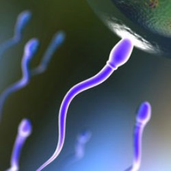 Стволовые клетки делают искусственную сперму