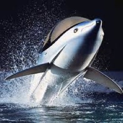 Ныряющий катер-дельфин Innespace Seabreacher 