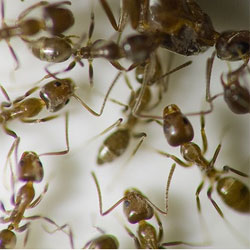 Человеческое общество начинает напоминать муравьиные колонии
