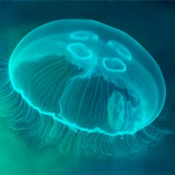 Клетки медузы диагностируют рак
