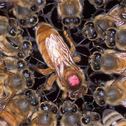 Пестициды сокращают численность пчелиных маток