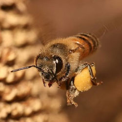В Нью-Йорке обнаружили новый вид пчел