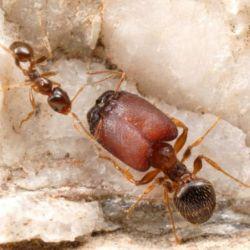 Ученые нашли муравьев супер-солдат