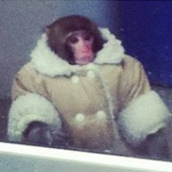 Стильная обезьяна в пальто заблудилась в магазине IKEA