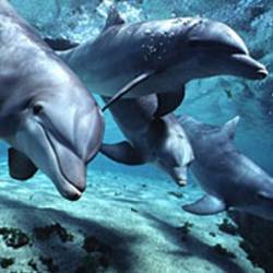 Дельфины понимают, что они смертны