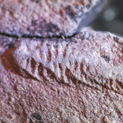 Найдены окаменелости очень странных ранних животных