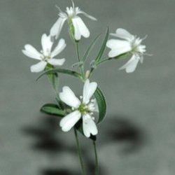Российские ученые оживили цветок, которому 32 тыс. лет