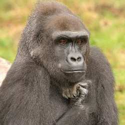 ДНК гориллы и человека отличается всего на 1,75 процентов