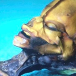 Новый документальный фильм "Сириус" представит тело инопланетянина
