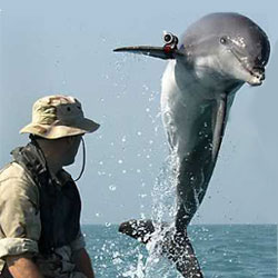 У дельфинов и человека общие " умные" гены 