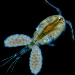 "Летающий планктон" умеет скрываться от врагов