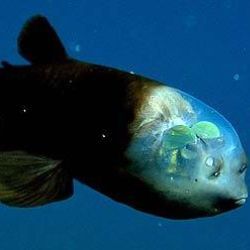 Странная рыба: как она видит?