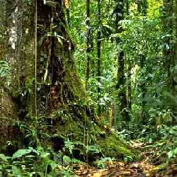 Древняя цивилизация в лесах Амазонки