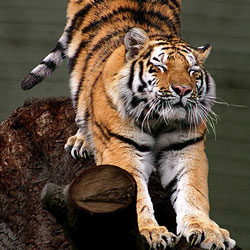 Познакомитесь с тиграми: 9 подвидов культовых кошек