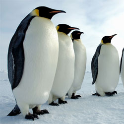 Ученые обнаружили крупнейшего древнего пингвина