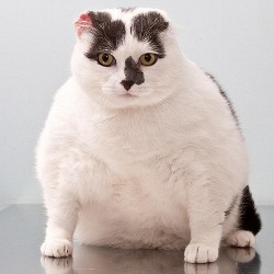 Коты на диете: конкурс похудения для толстых питомцев