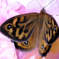 Бабочки предупреждают о перемене климата