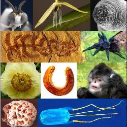 10 удивительных новых видов 2012 года