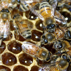 Какие опасности сегодня угрожают пчелам?
