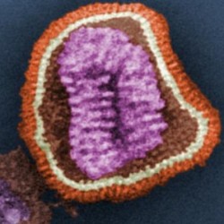 ВОЗ: Новый коронавирус угрожает всему миру