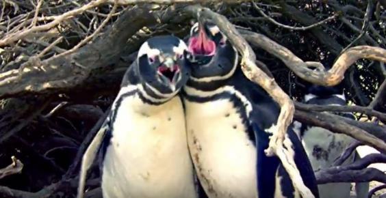 Любовный треугольник пингвинов, закончившийся дракой, всполошил Интернет