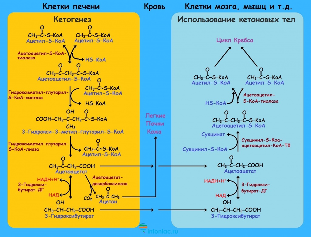 Кето Диета Биохимия