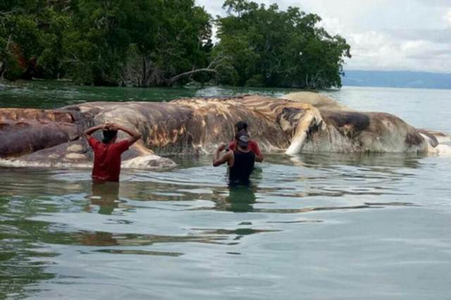 На берег Индонезии выбросило огромного морского монстра