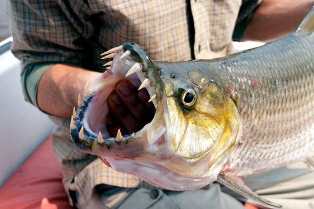 Рыбы-убийцы ( фото, видео). В Скандинавии появилась рыба, питающаяся мужскими яичками 5b38e5c66adb17856766330b3fcd54a3