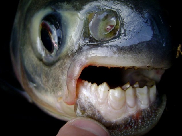 Рыбы-убийцы ( фото, видео). В Скандинавии появилась рыба, питающаяся мужскими яичками 90c7fe0806ebe35186ae3495b04a7416