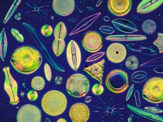Самые невероятно сложные микроорганизмы 