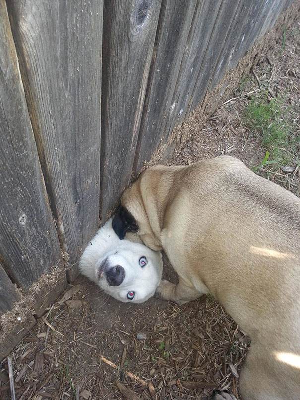 33 фото самых нелепых моментов из жизни собак