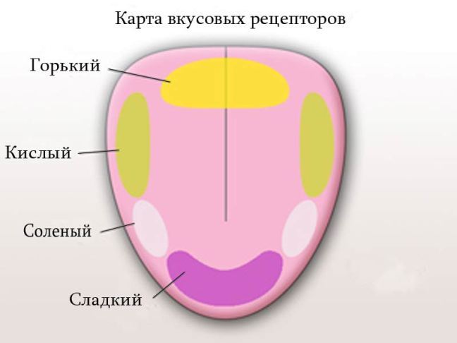 Фото Части Языка