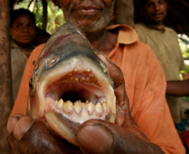 Рыбы-убийцы ( фото, видео). В Скандинавии появилась рыба, питающаяся мужскими яичками Cbb56cdd4a32def42f8b4f20e50dc249