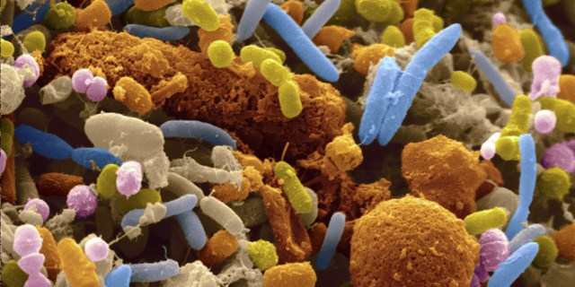 bacterii-2.jpg