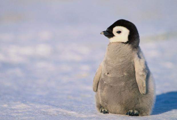 Любовный треугольник пингвинов, закончившийся дракой, всполошил Интернет