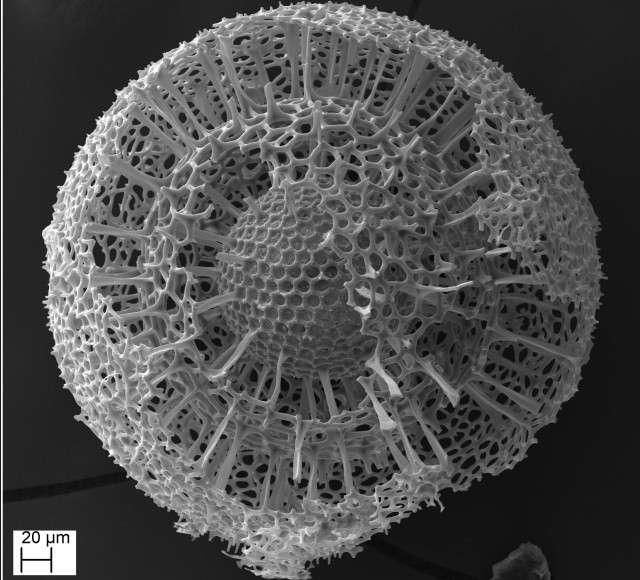 Самые невероятно сложные микроорганизмы 