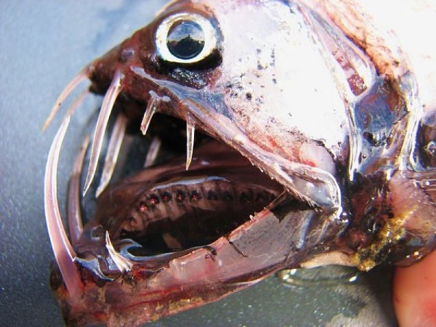 Рыбы-убийцы ( фото, видео). В Скандинавии появилась рыба, питающаяся мужскими яичками F33bea42f9c4a216d637fa7a5b848ac9