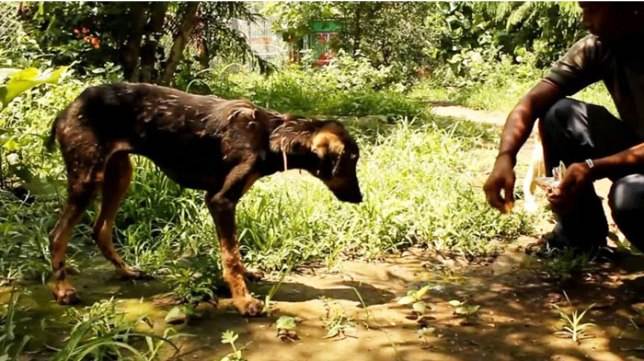 25 фото собак до и после их спасения