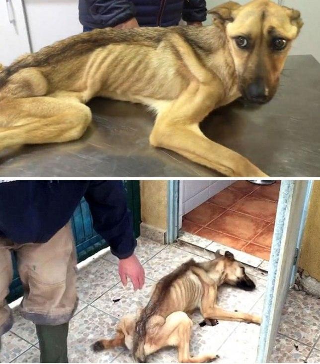 25 фото собак до и после их спасения