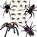 10 необычных пауков