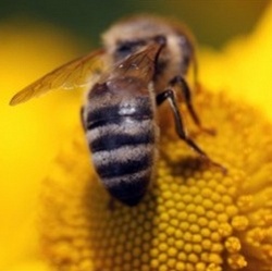 Медоносные пчелы тысячелетиями жили в изоляции
