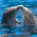 Дельфины живут в свободном обществе и мало конфликтуют