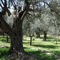 Чудеса иерусалимского сада: 900-летние оливковые деревья
