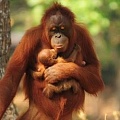Самка орангутана, бросившая курить, смогла родить малыша